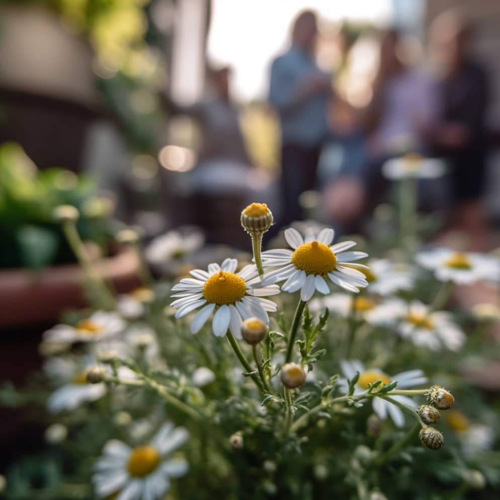 Fotografía en primer plano de una planta de manzanilla en maceta prosperando en un lugar soleado en un animado jardín de una casa familiar, con miembros de la familia alegres admirándola a media mañana, tomada con una cámara sin espejo utilizando un lente macro.